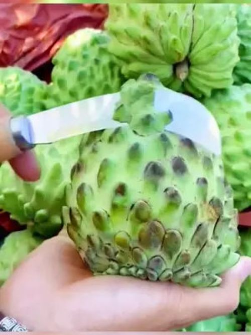 嘗過這款“樹上蜜糖”嗎？——探訪源頭好生鮮的甜蜜秘密