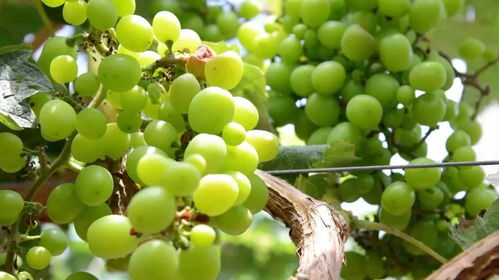 周末奇趣派對 美女主播邀你共品西瓜，贏取千元驚喜大獎