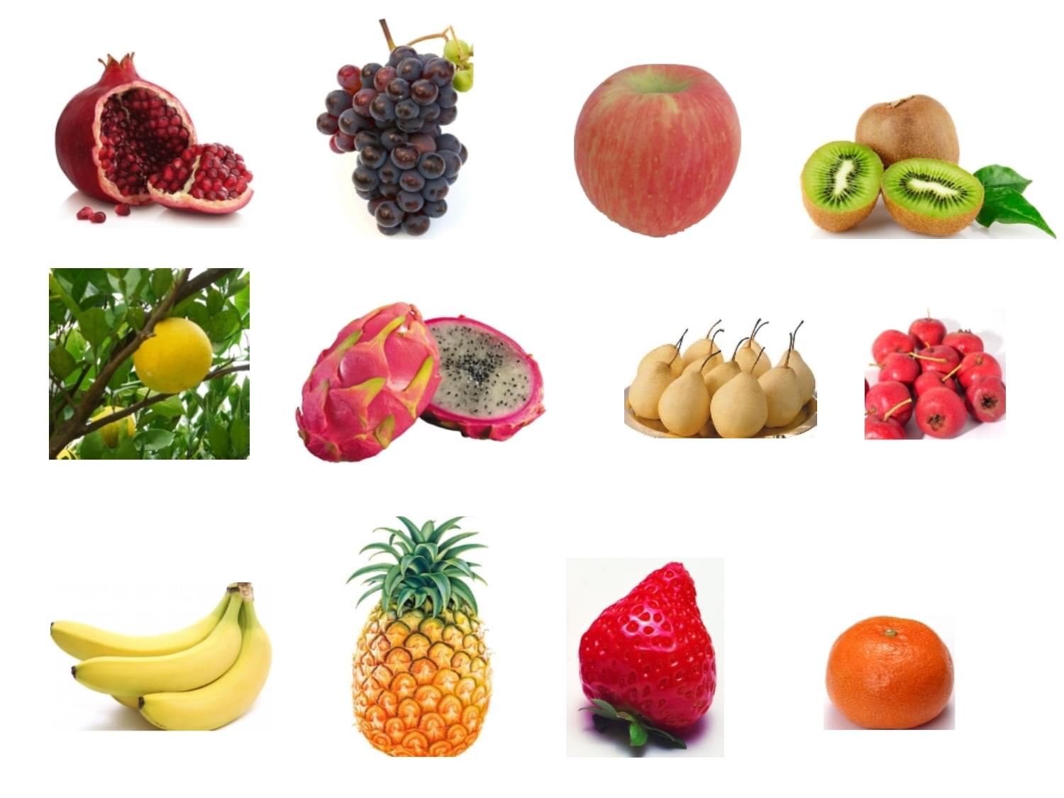 自然界中的繽紛盛宴 從多彩水果到無脊椎動(dòng)物的奇妙世界